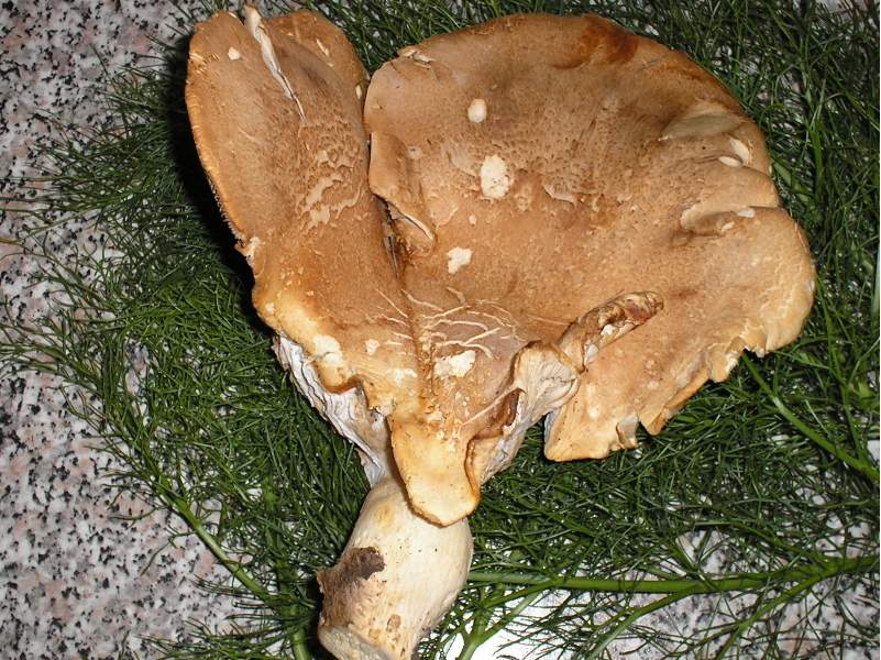 nonostante gli ulivi?