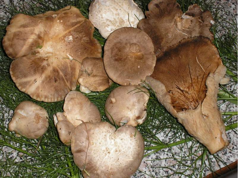 nonostante gli ulivi?