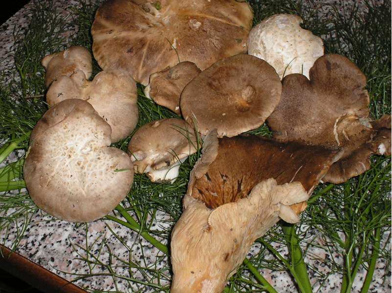 nonostante gli ulivi?