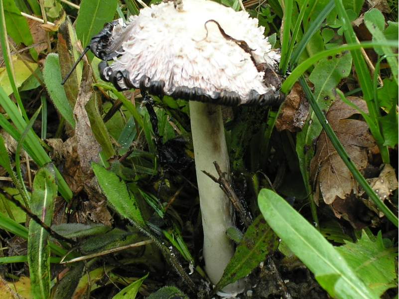 amanita?
