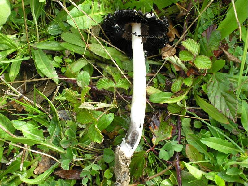 amanita?