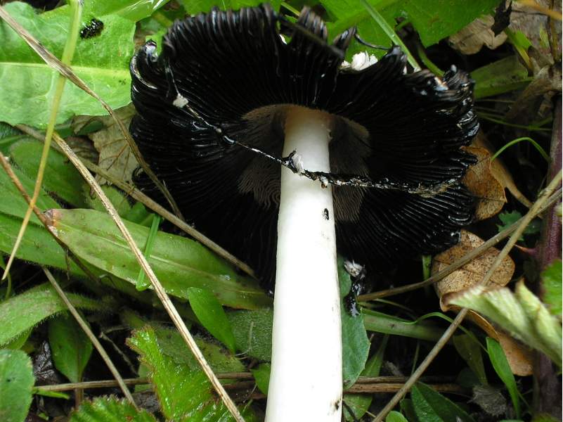 amanita?