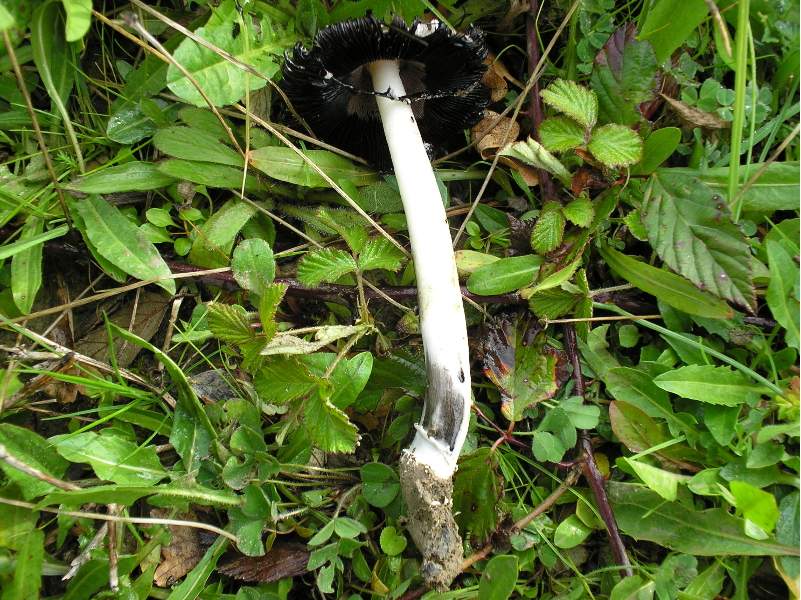 amanita?