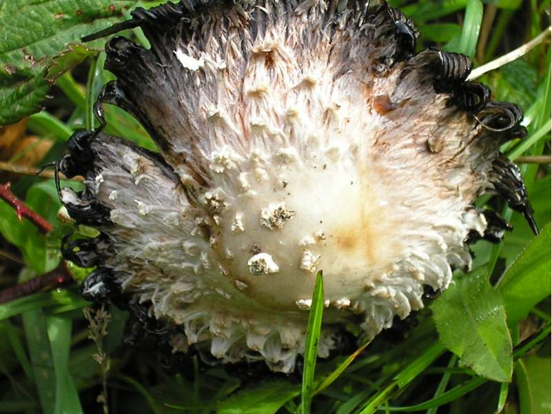amanita?