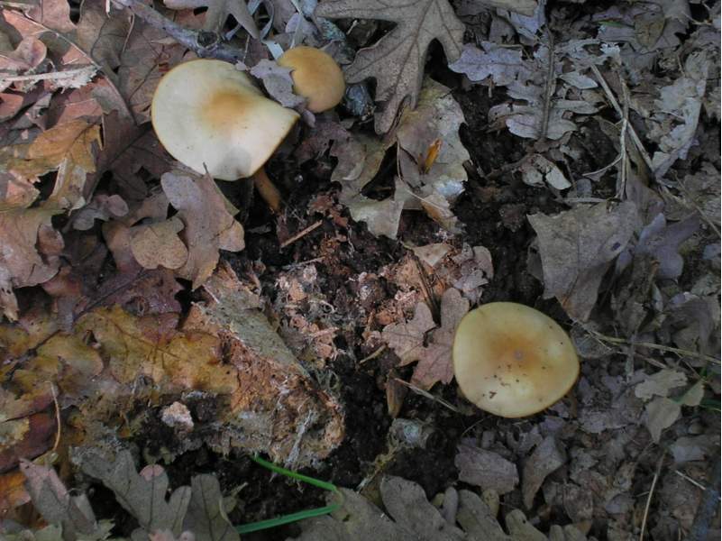 Entoloma e Collybia ??