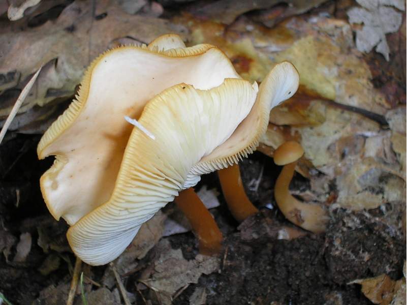 Entoloma e Collybia ??