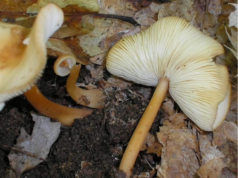 Entoloma e Collybia ??