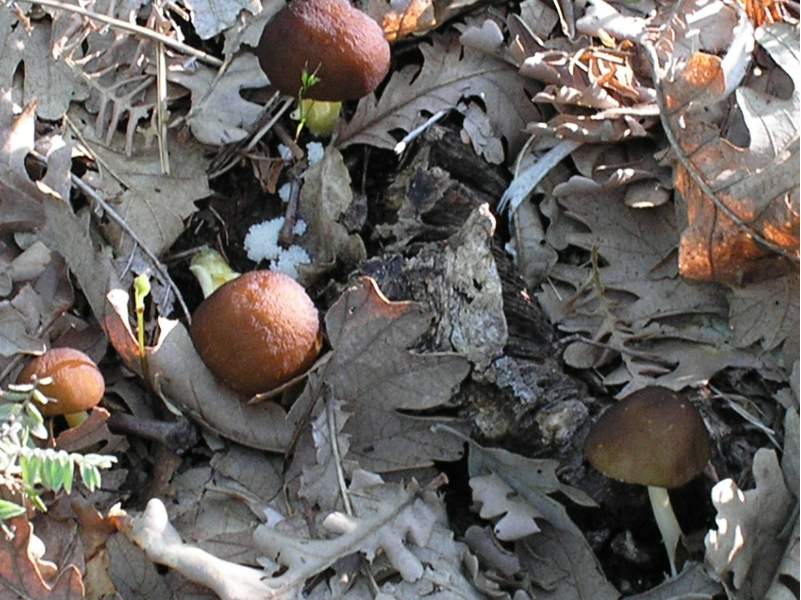 Entoloma e Collybia ??