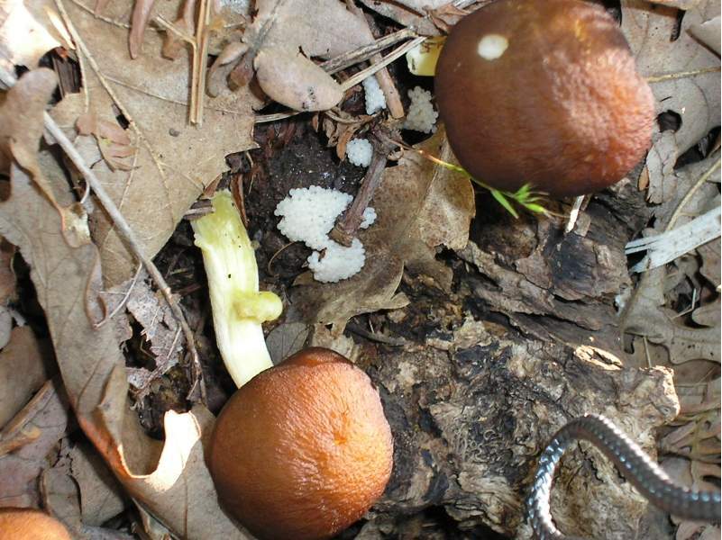 Entoloma e Collybia ??