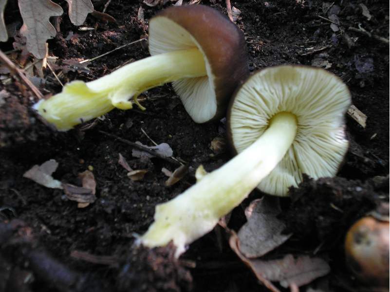 Entoloma e Collybia ??