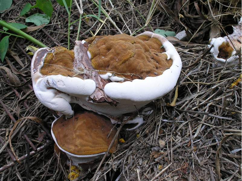 Heterobasidion annosum