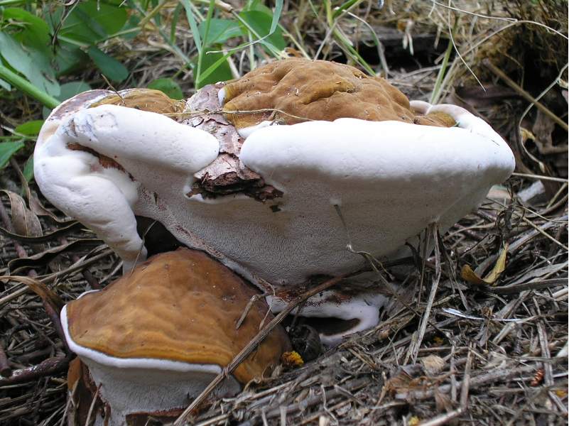 Heterobasidion annosum