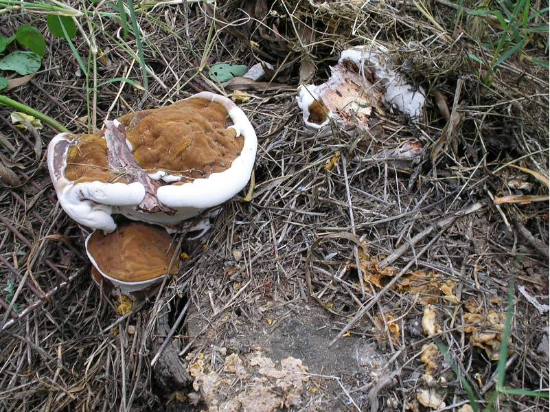 Heterobasidion annosum