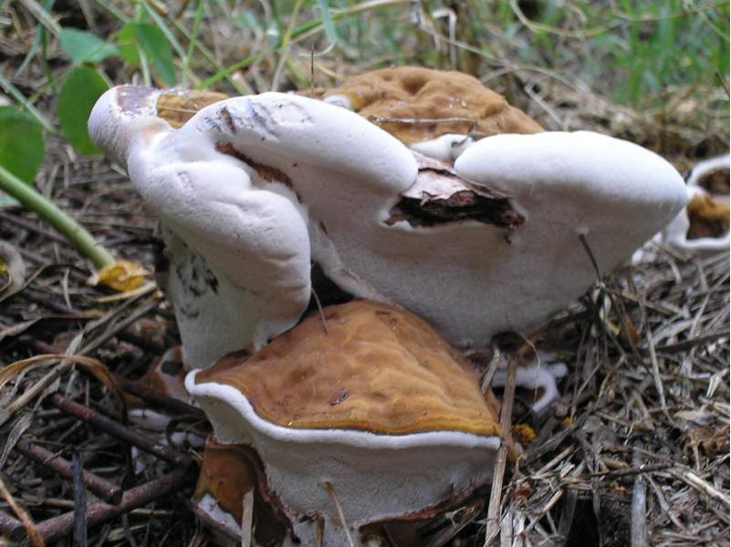 Heterobasidion annosum
