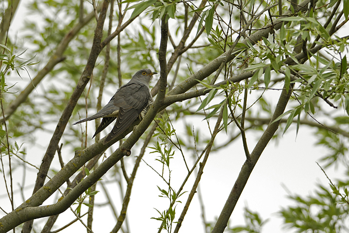 Cuculo - Cuculus canorus