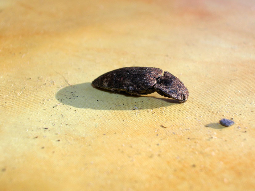 Elateridae: Agrypnus murinus