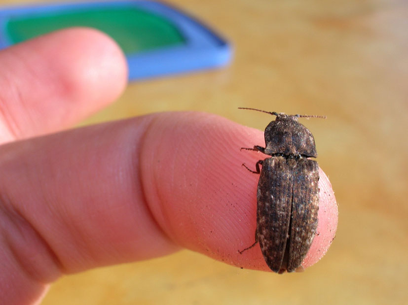 Elateridae: Agrypnus murinus