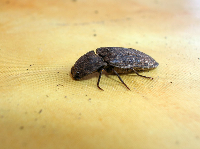 Elateridae: Agrypnus murinus