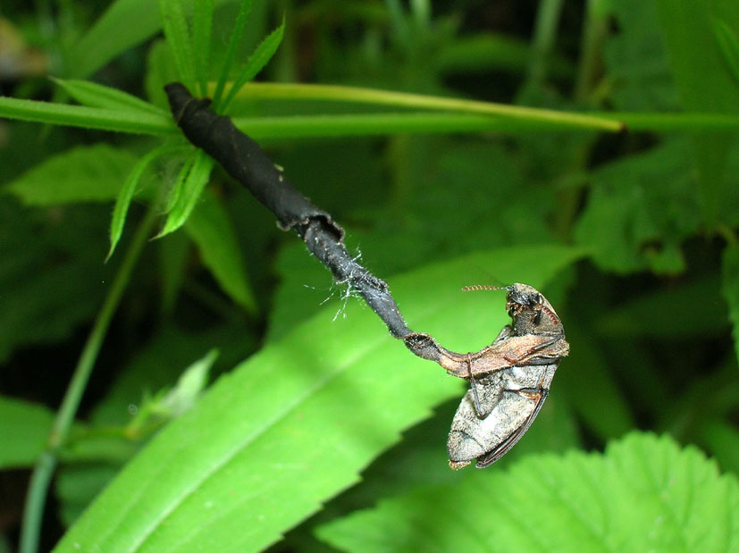 Elateridae: Agrypnus murinus