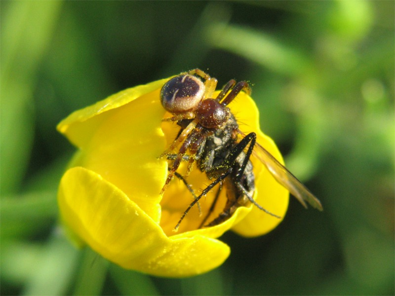 Synaema globosum
