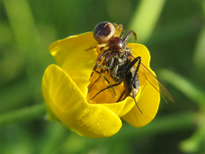 Synaema globosum