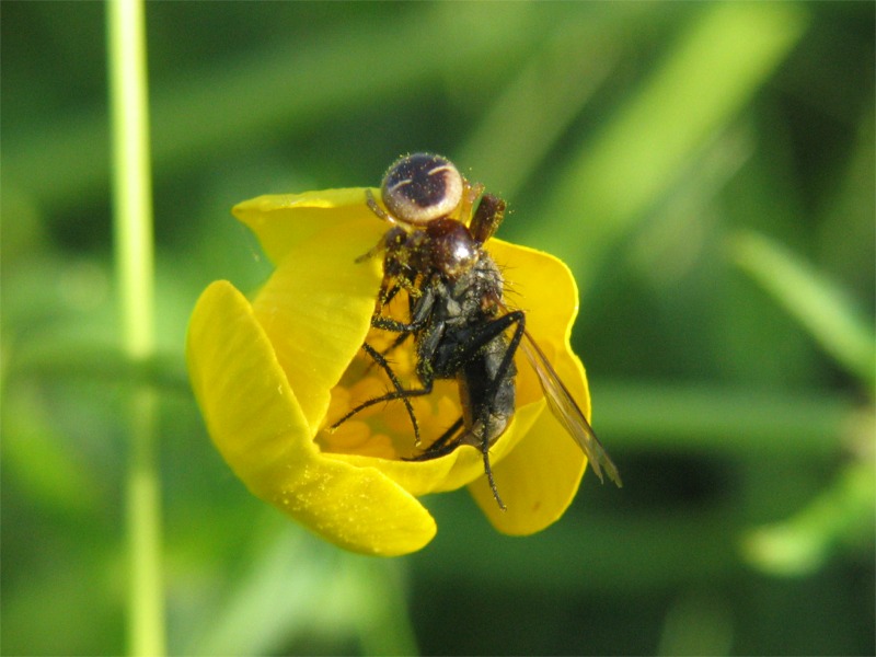 Synaema globosum