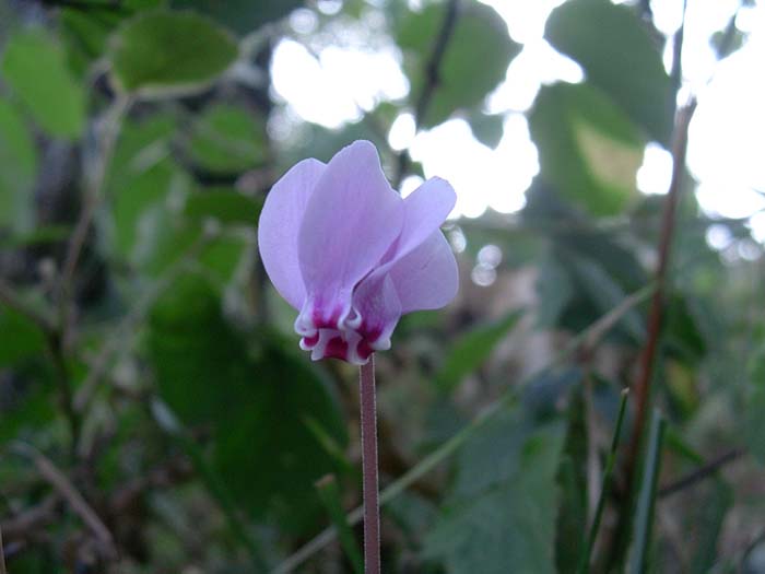 Cyclamen repandum / Ciclamino primaverile 