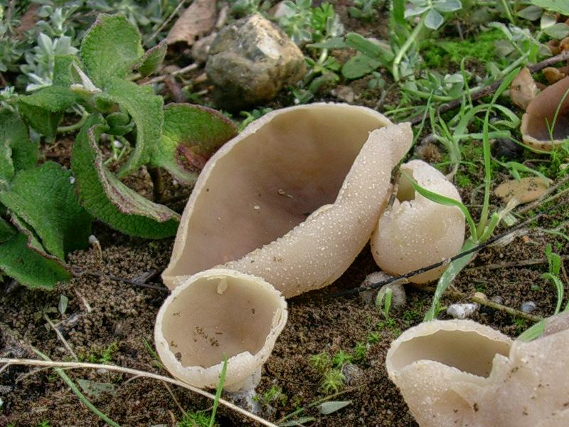 Peziza sp.