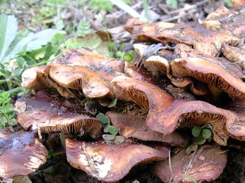 Pholiota higlandensis?