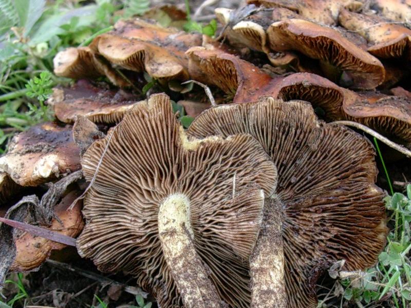 Pholiota higlandensis?