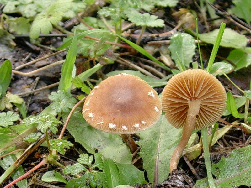 Tubaria hiemalis?