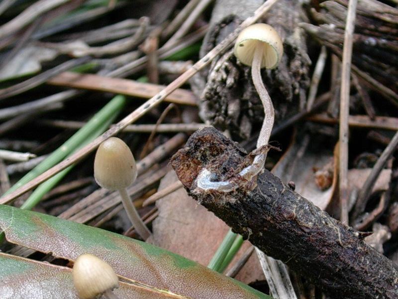Mycena amicta