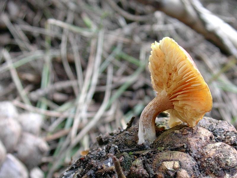Gymnopilus sp.