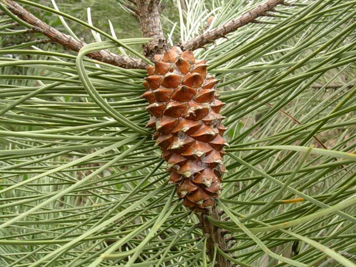 Pinus pinaster/ Pino marittimo