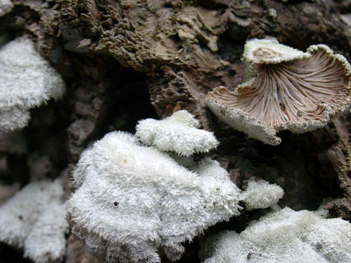Schizophyllum commune