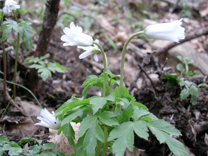 Anemone, Viola,  Bellis perennis, Narcissus tazetta