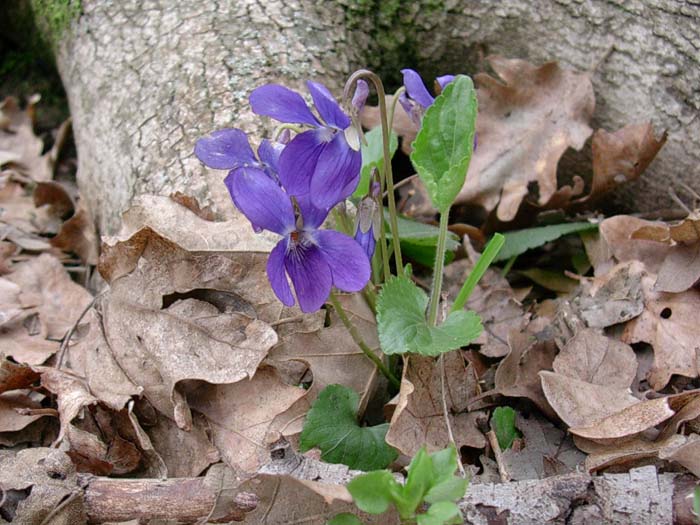 Anemone, Viola,  Bellis perennis, Narcissus tazetta