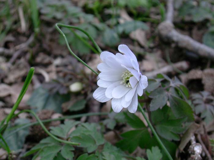 Anemone, Viola,  Bellis perennis, Narcissus tazetta
