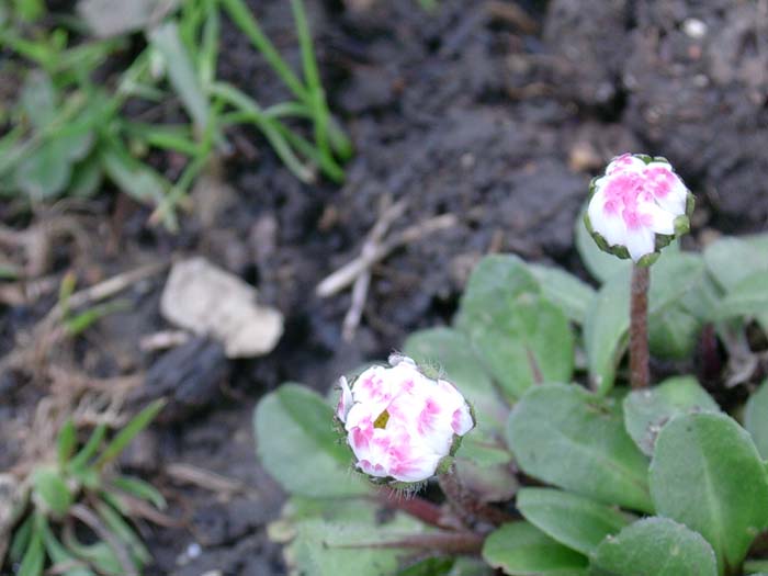 Anemone, Viola,  Bellis perennis, Narcissus tazetta