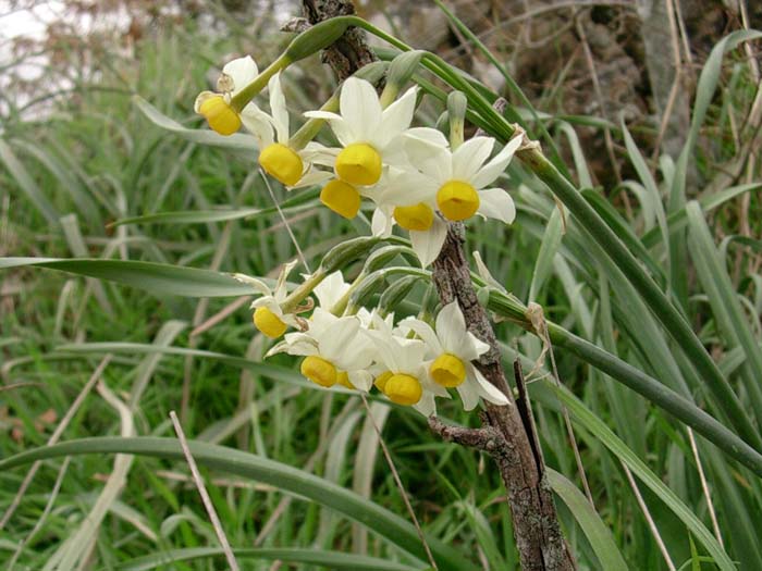 Anemone, Viola,  Bellis perennis, Narcissus tazetta