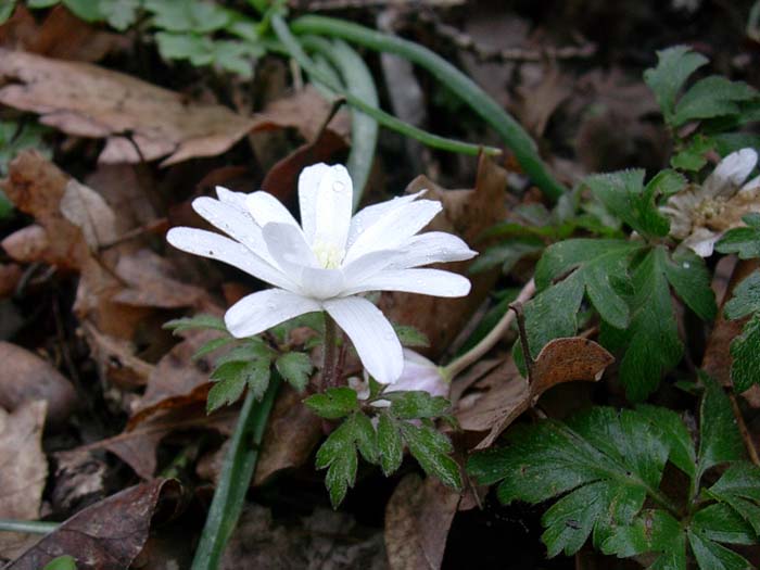 Anemone apennina / Anemone dell''Appennino