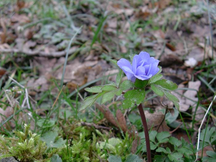 Anemone apennina / Anemone dell''Appennino