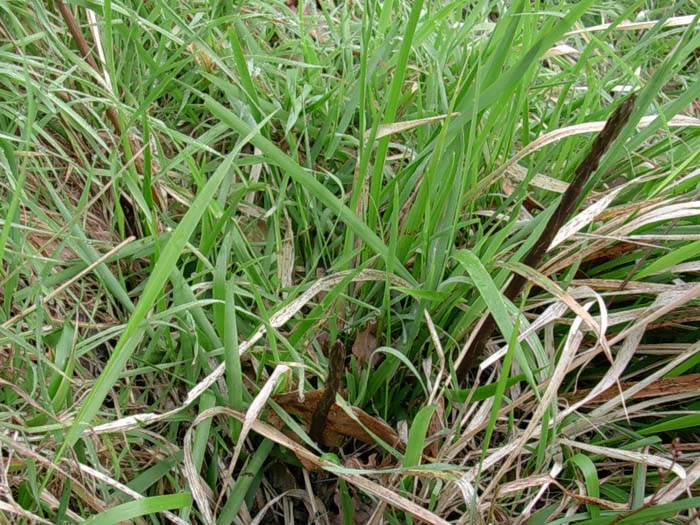 Dioscorea (=Tamus) communis / tamaro