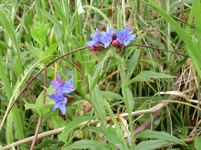 Aegonychon purpurocaeruleum (=Buglossoides purpurocaerulea) / Erba perla azzurra