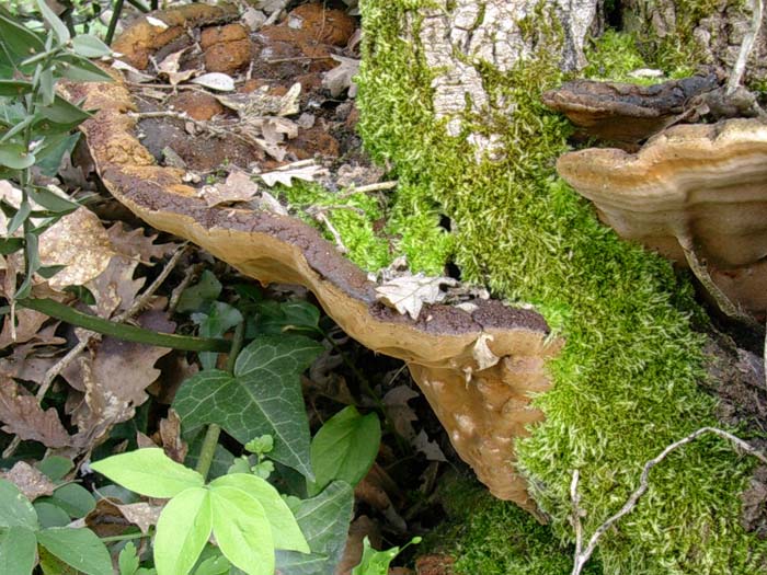 Phellinus torulosus