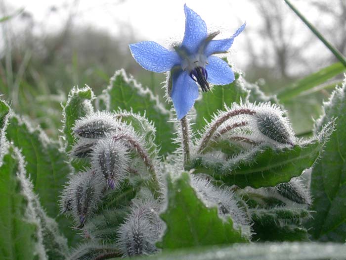 Borago officinalis & Silene alba