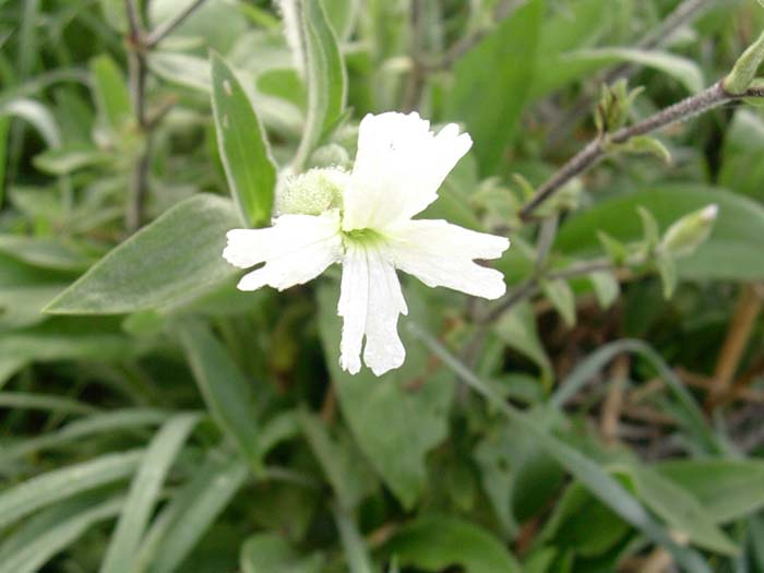 Borago officinalis & Silene alba
