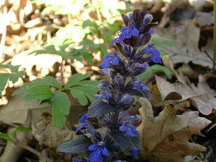 Ajuga reptans & Buglossoides purpurocaerulea