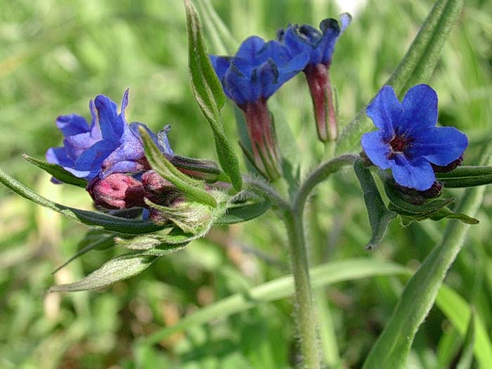 Ajuga reptans & Buglossoides purpurocaerulea