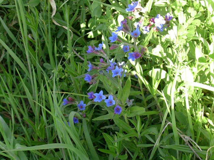 Ajuga reptans & Buglossoides purpurocaerulea